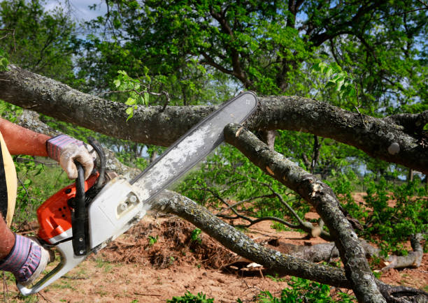 Best Tree Stump Removal  in USA